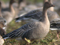 possible Pink-footed Goose x Tundra Bean Goose hybrid